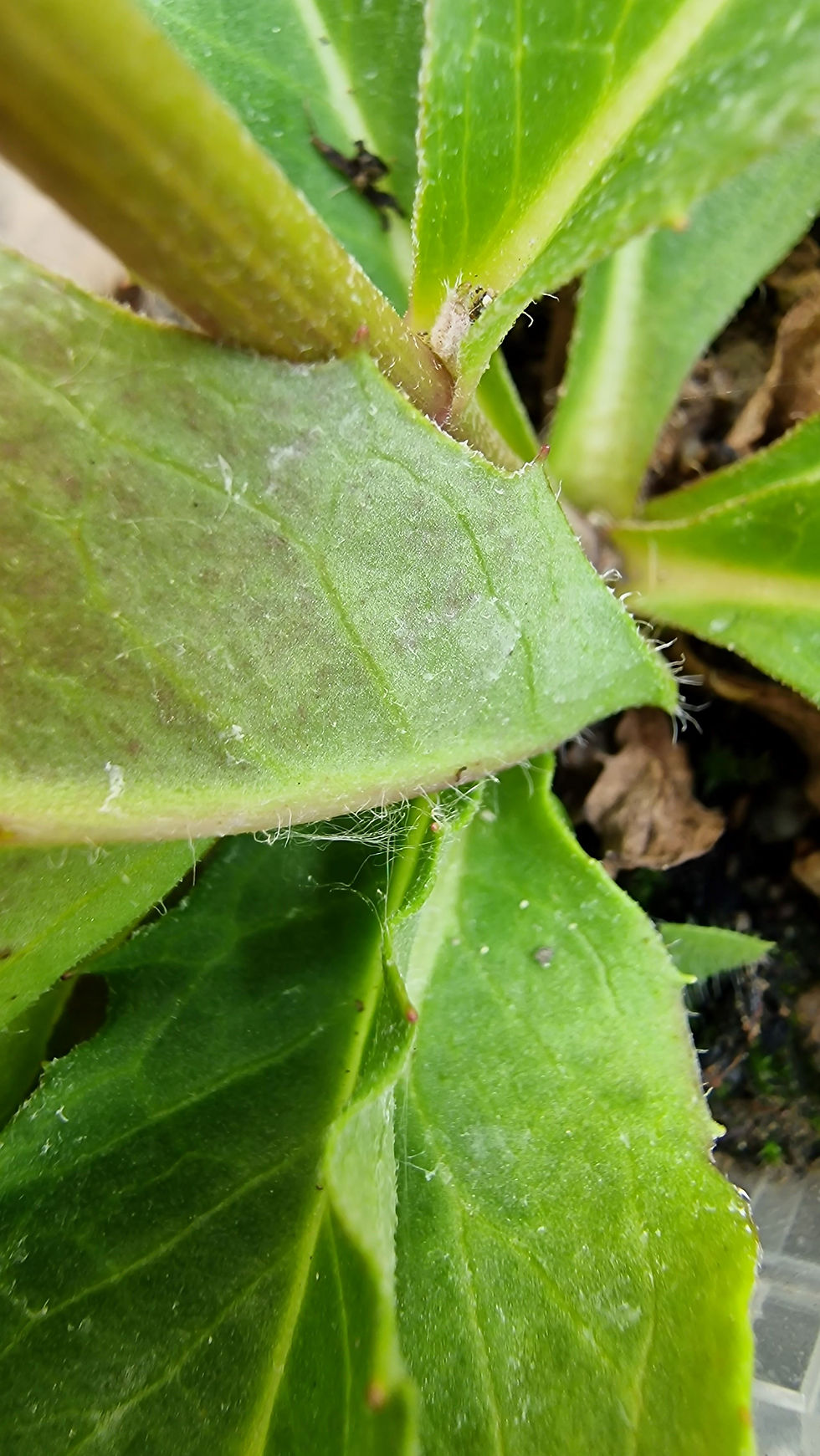 Thumbnail: 135.034.040 Hieracium lissolepium
