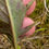 Thumbnail: Hieracium cuspidens