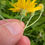 Thumbnail: Hieracium pseudacroleucum