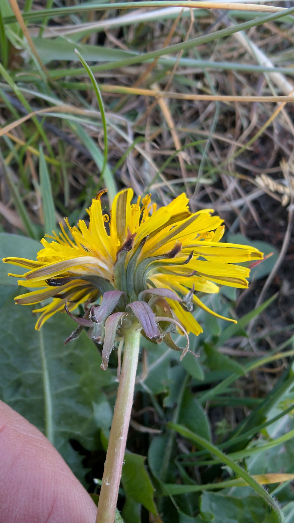 Thumbnail: Taraxacum latisectum