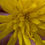 Thumbnail: Hieracium callistophyllum
