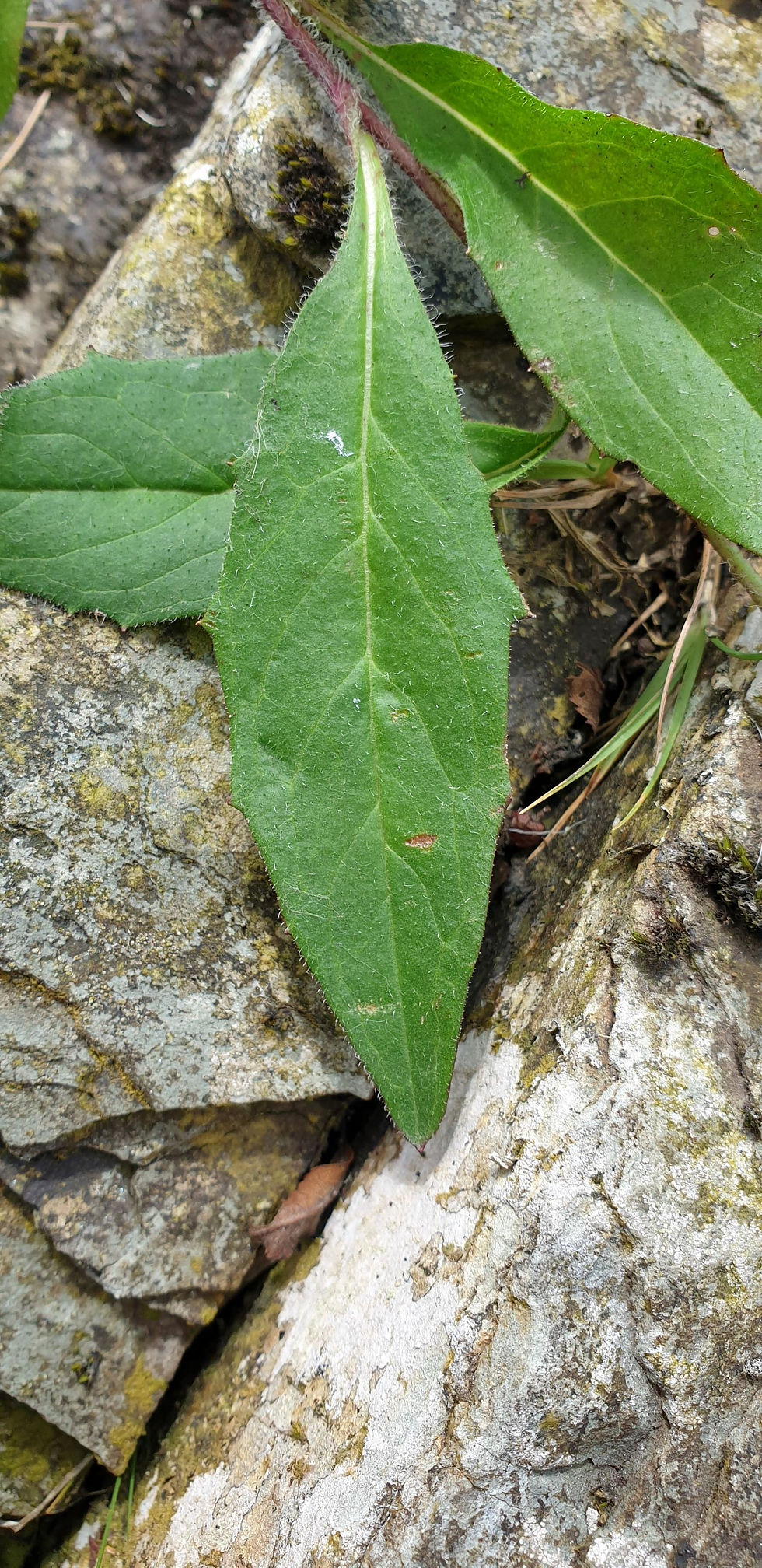 Thumbnail: Hieracium uiginskyense