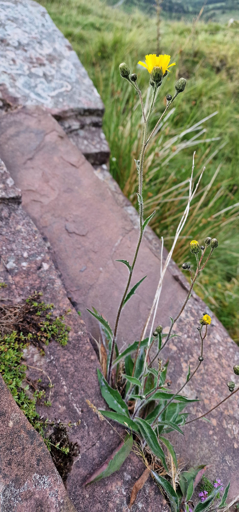Thumbnail: Hieracium cacuminum