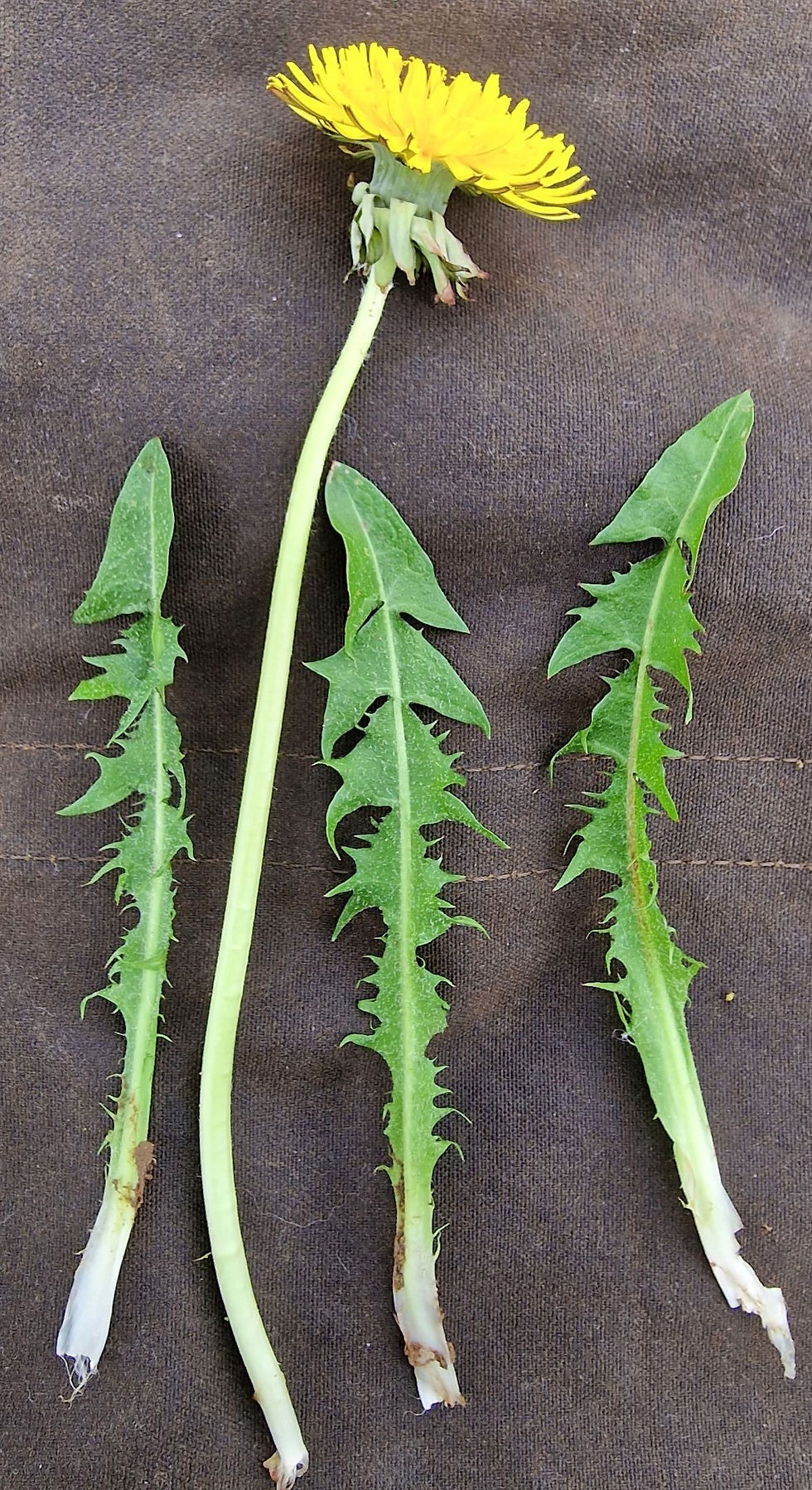 Thumbnail: Taraxacum pallescens