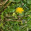 Thumbnail: Taraxacum speciosiflorum
