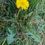 Thumbnail: Taraxacum fulvum