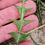 Thumbnail: Taraxacum inopinatum