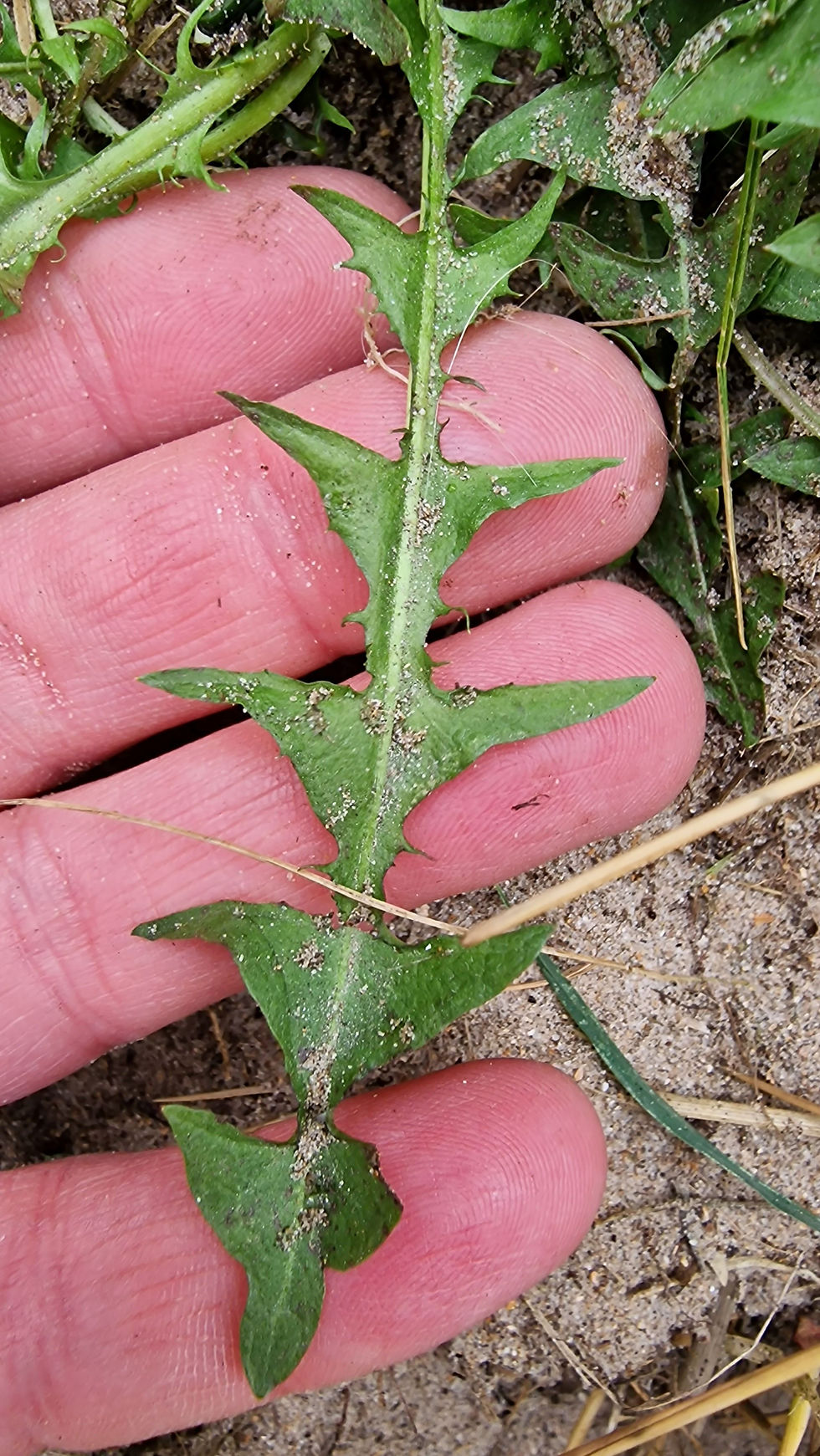 Thumbnail: Taraxacum inopinatum