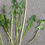 Thumbnail: Taraxacum pseudomarklundii