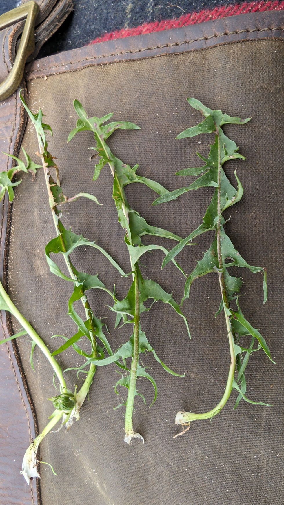 Thumbnail: Taraxacum falcatum