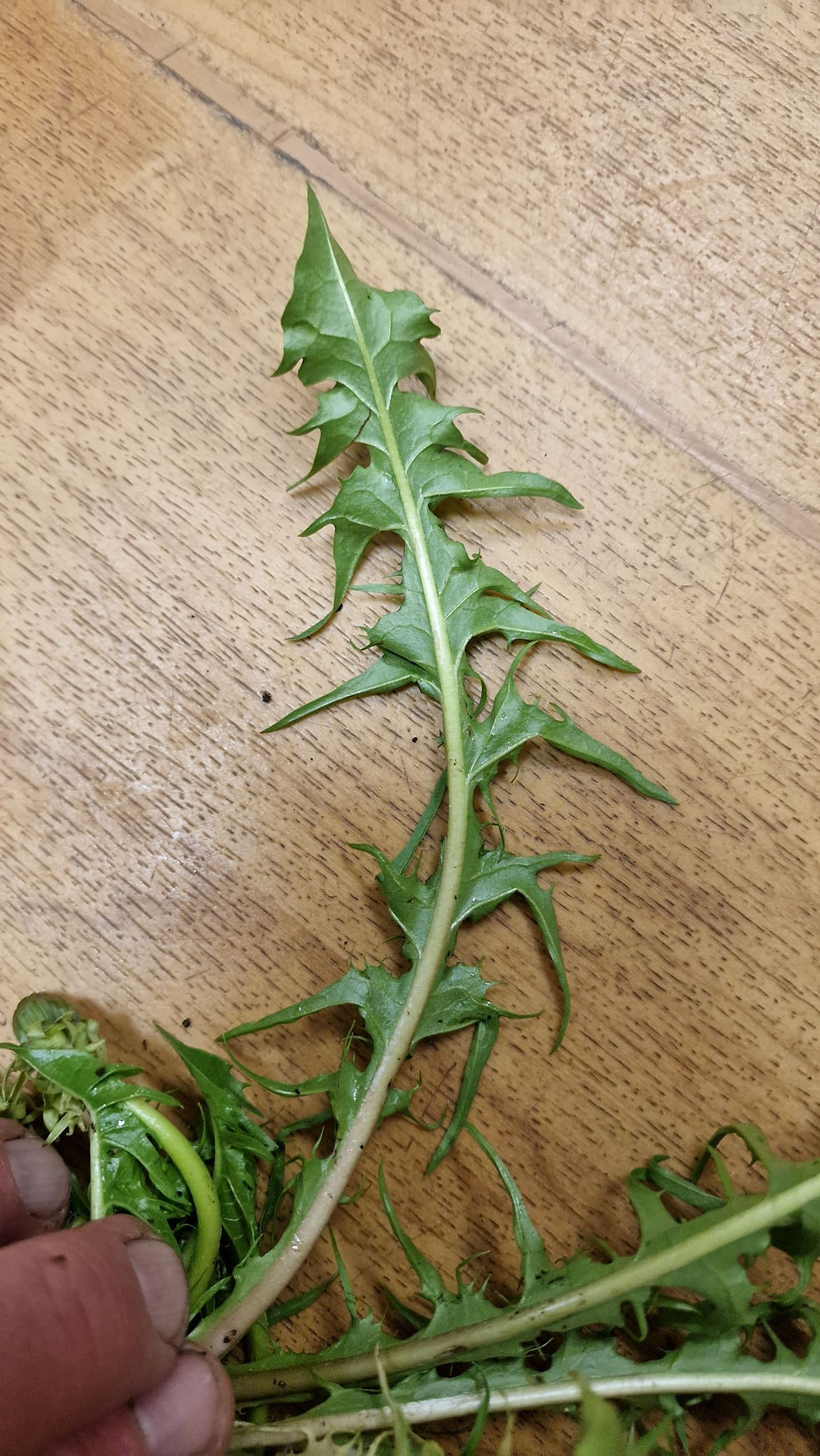 Thumbnail: Taraxacum pectinatiforme