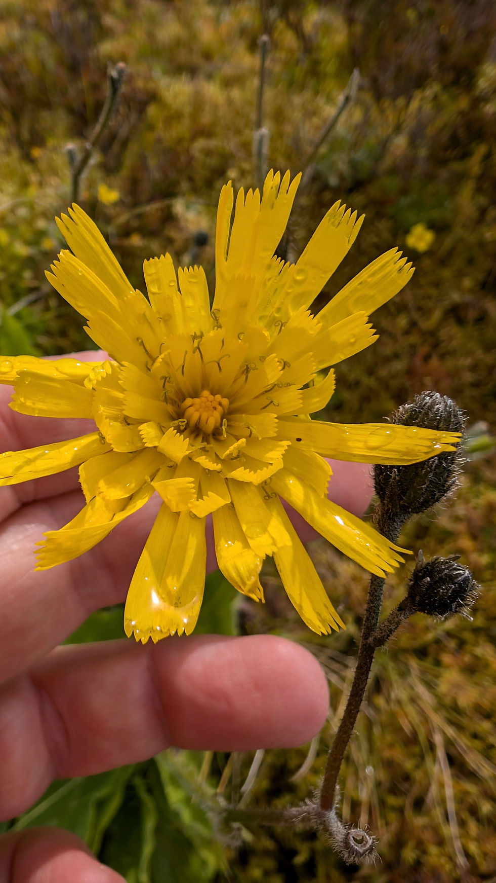 Thumbnail: Hieracium pseudanglicum