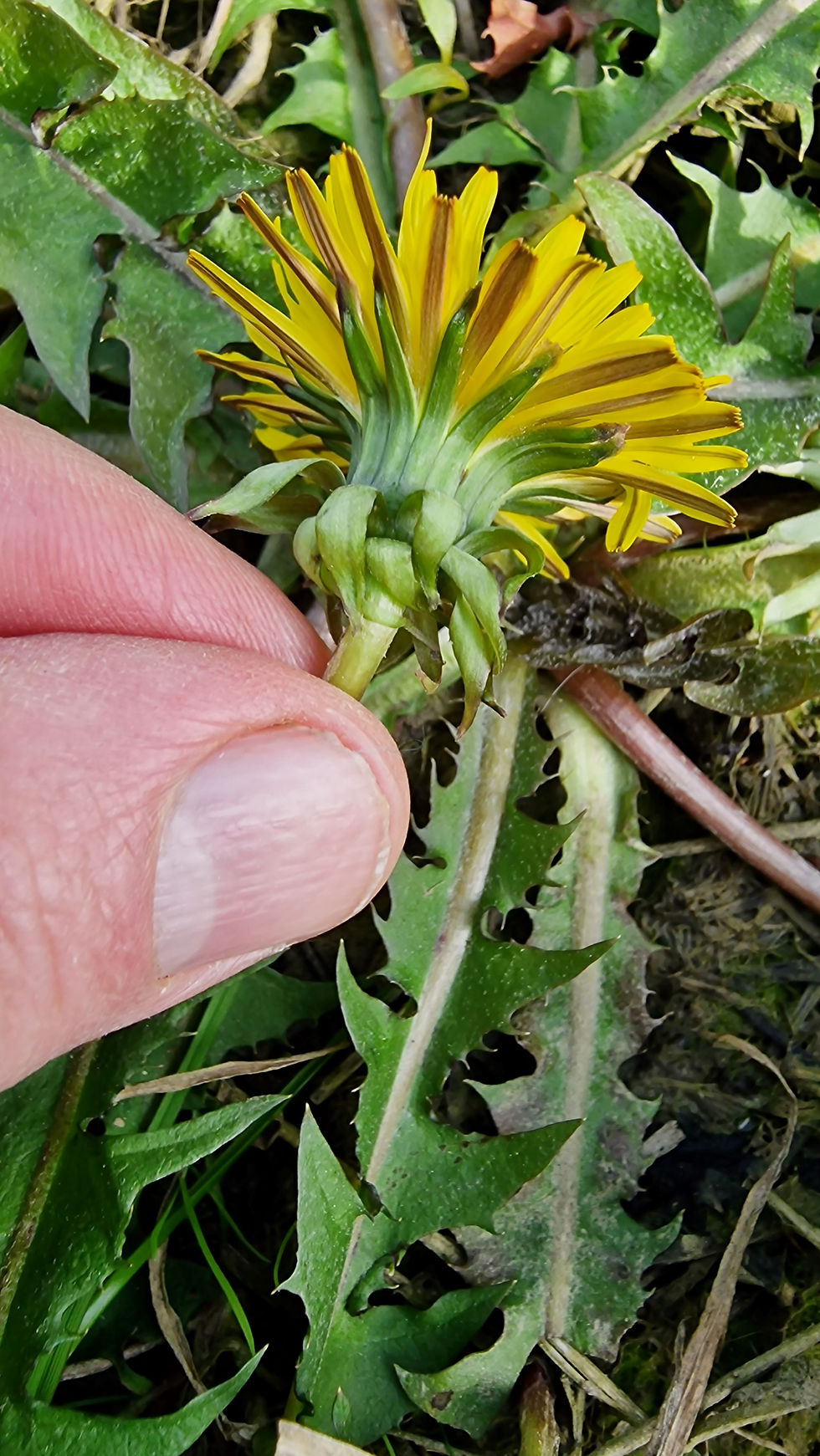 Thumbnail: Taraxacum ochrochlorum