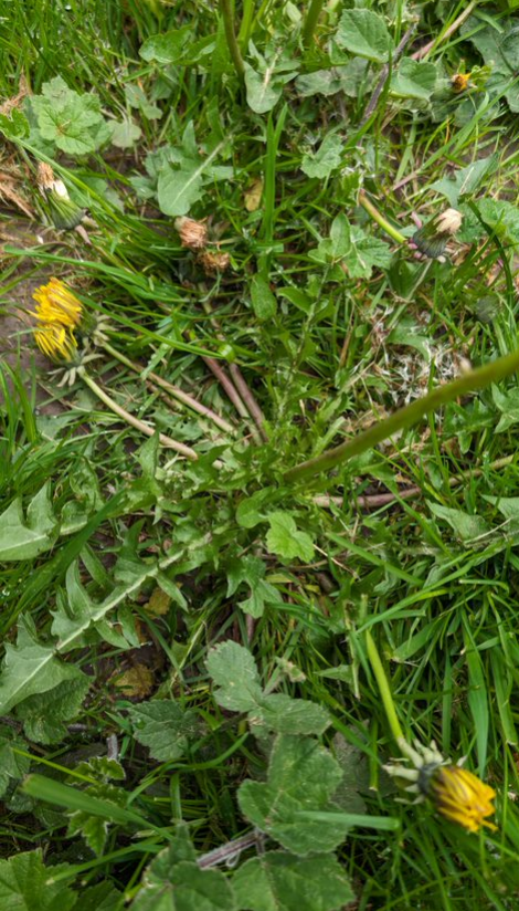 Taraxacum trilobatum