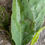 Thumbnail: Hieracium maculoides