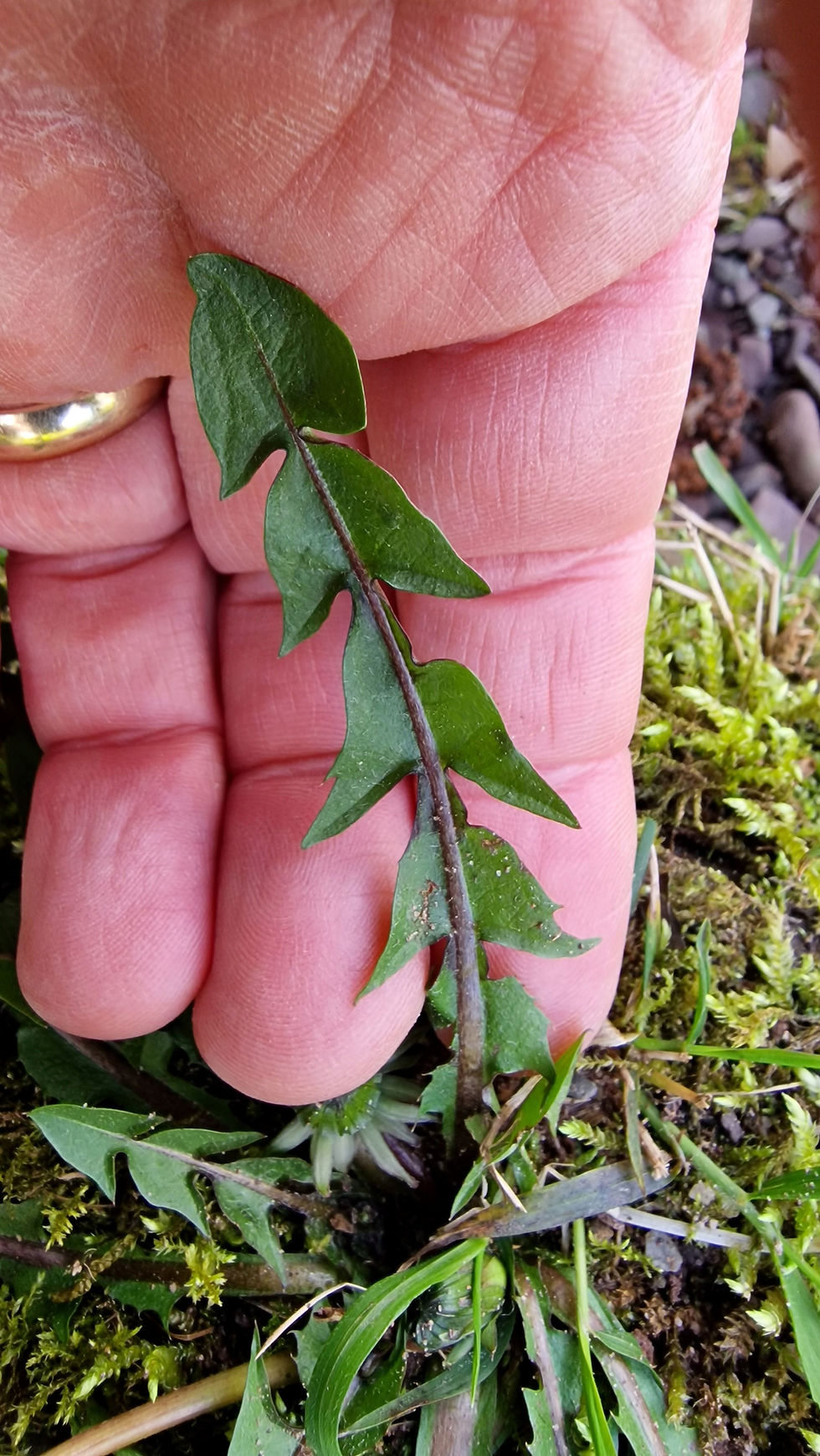 Thumbnail: Taraxacum quadrans