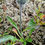 Thumbnail: Hieracium holosericeum
