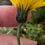 Thumbnail: Hieracium callistophyllum
