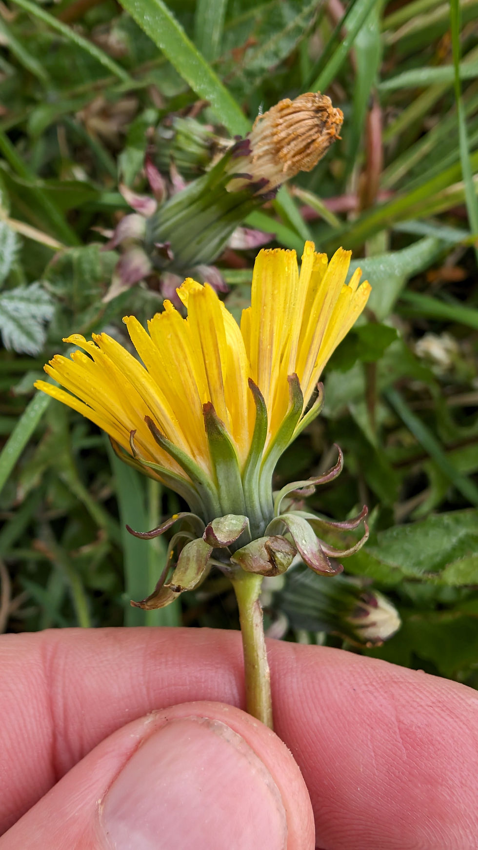 Taraxacum luteum