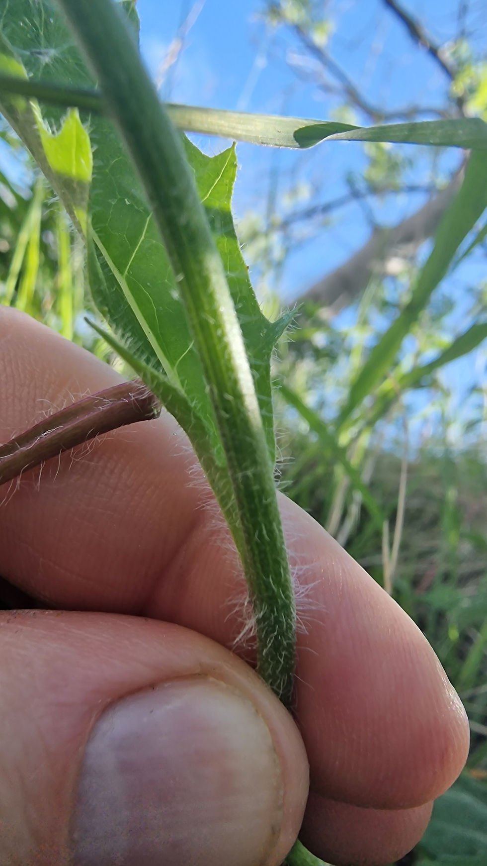 Thumbnail: 135.034.317 Hieracium festinum