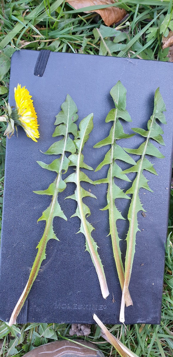 Thumbnail: Taraxacum caloschistum