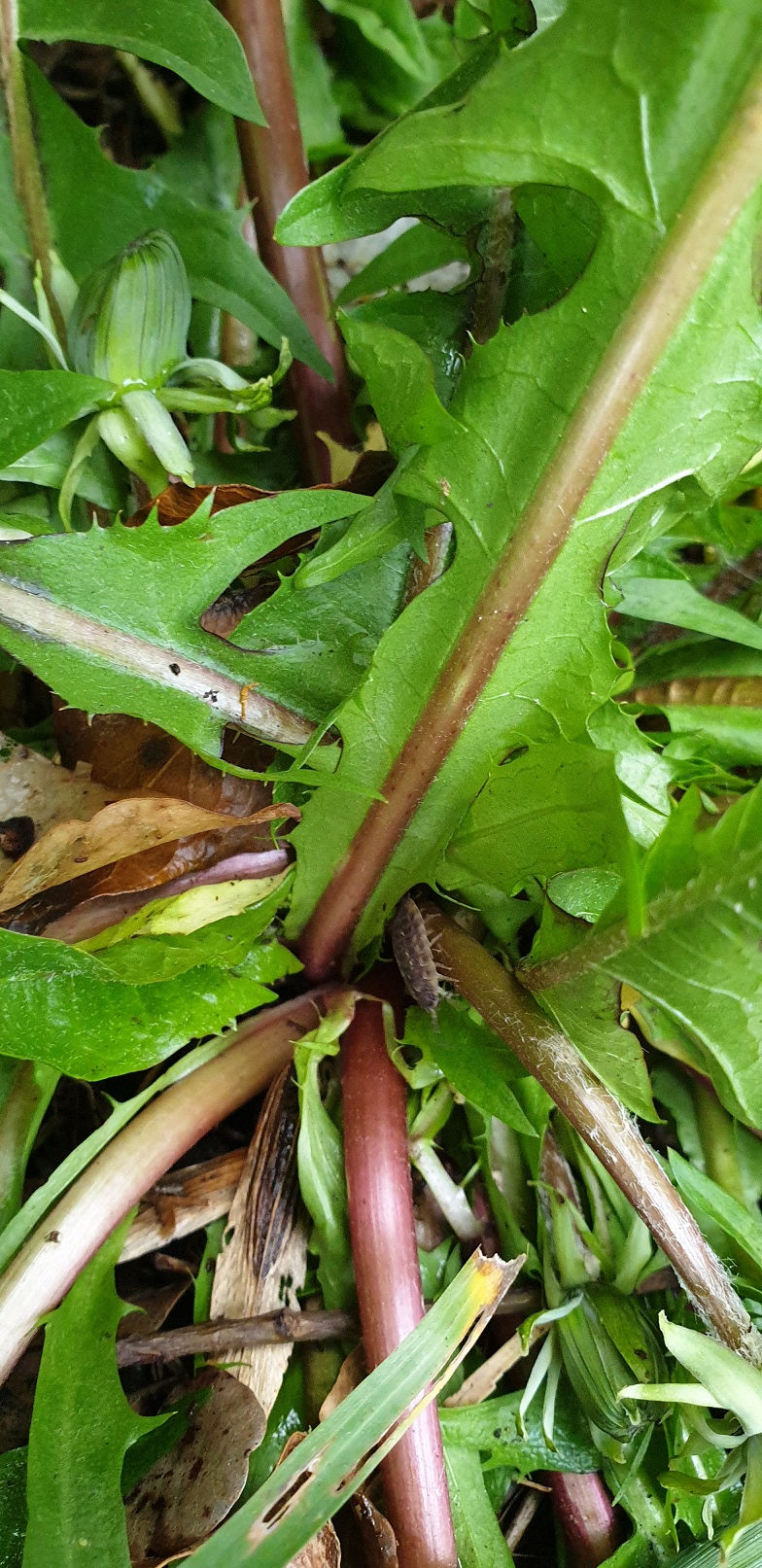 Thumbnail: Taraxacum valens