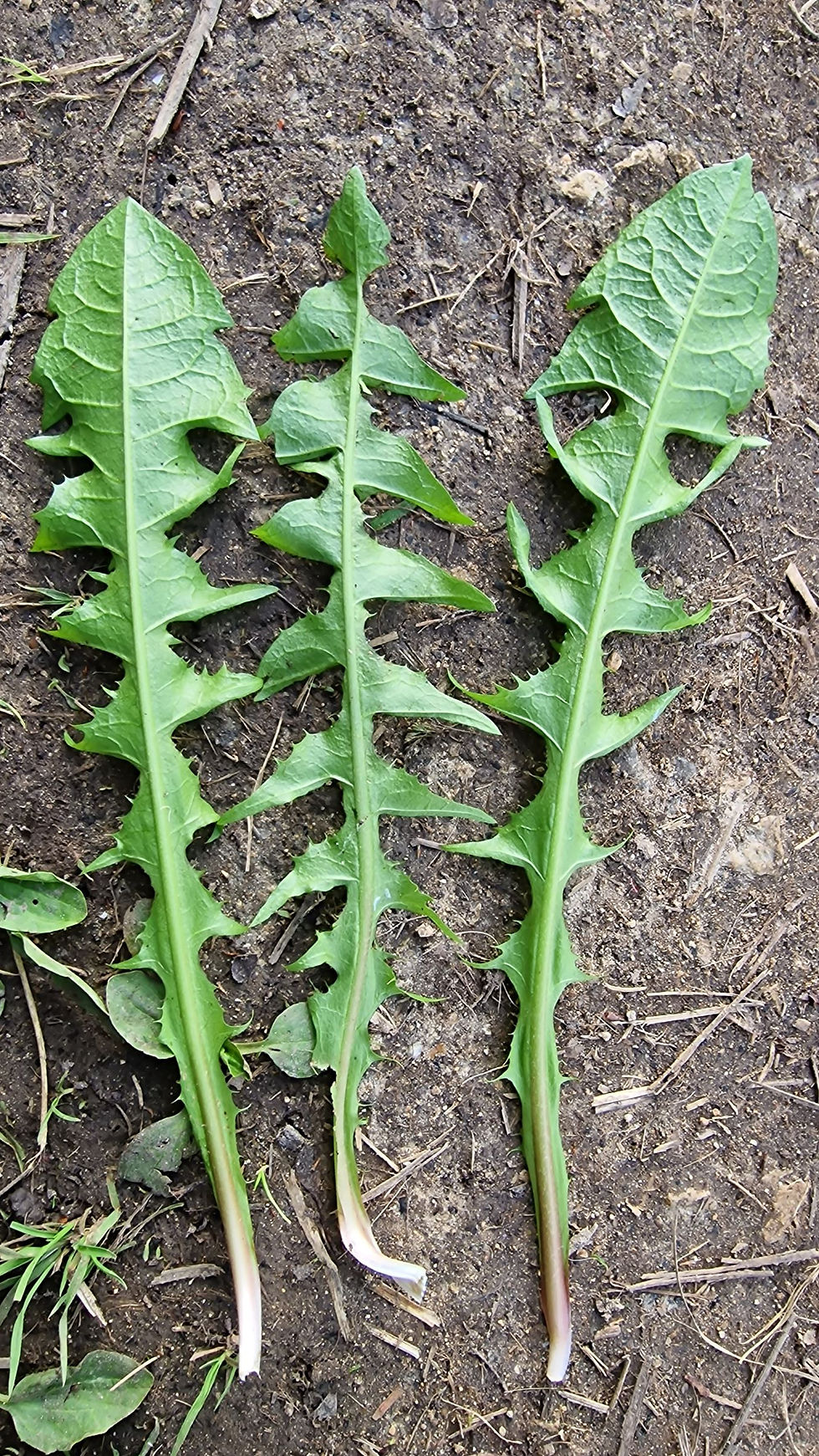 Thumbnail: Taraxacum obliquilobum