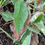 Thumbnail: Hieracium sinuolatum