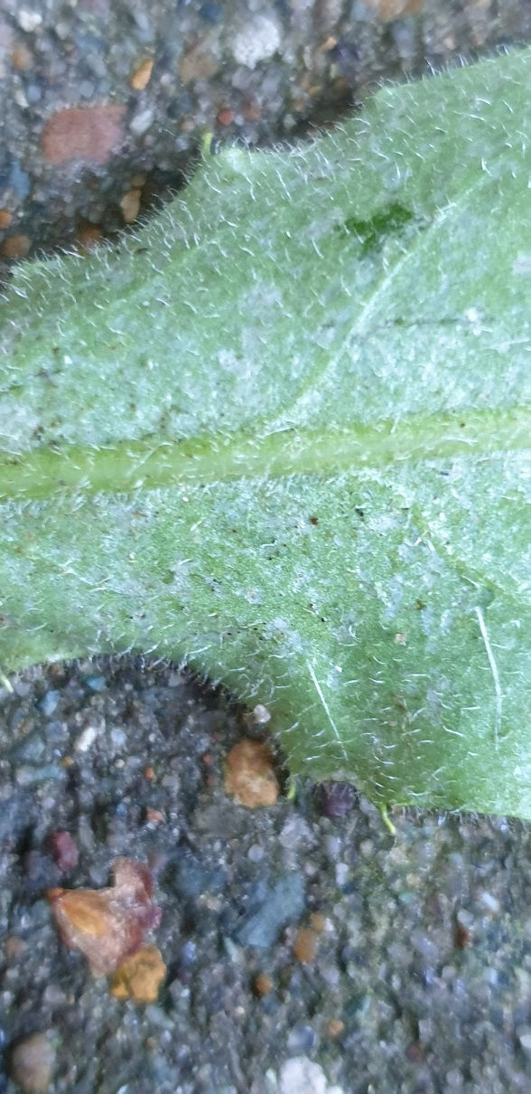 Thumbnail: Hieracium amplexicaule