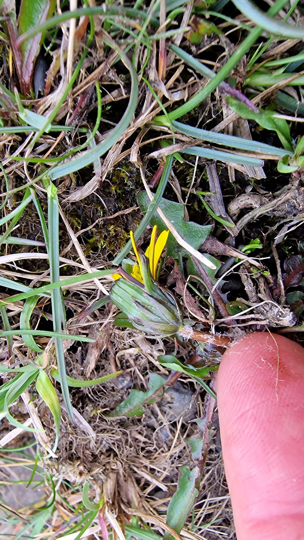 Thumbnail: Taraxacum pseudonordstedtii