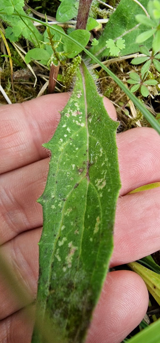 Thumbnail: Hieracium calcaricola