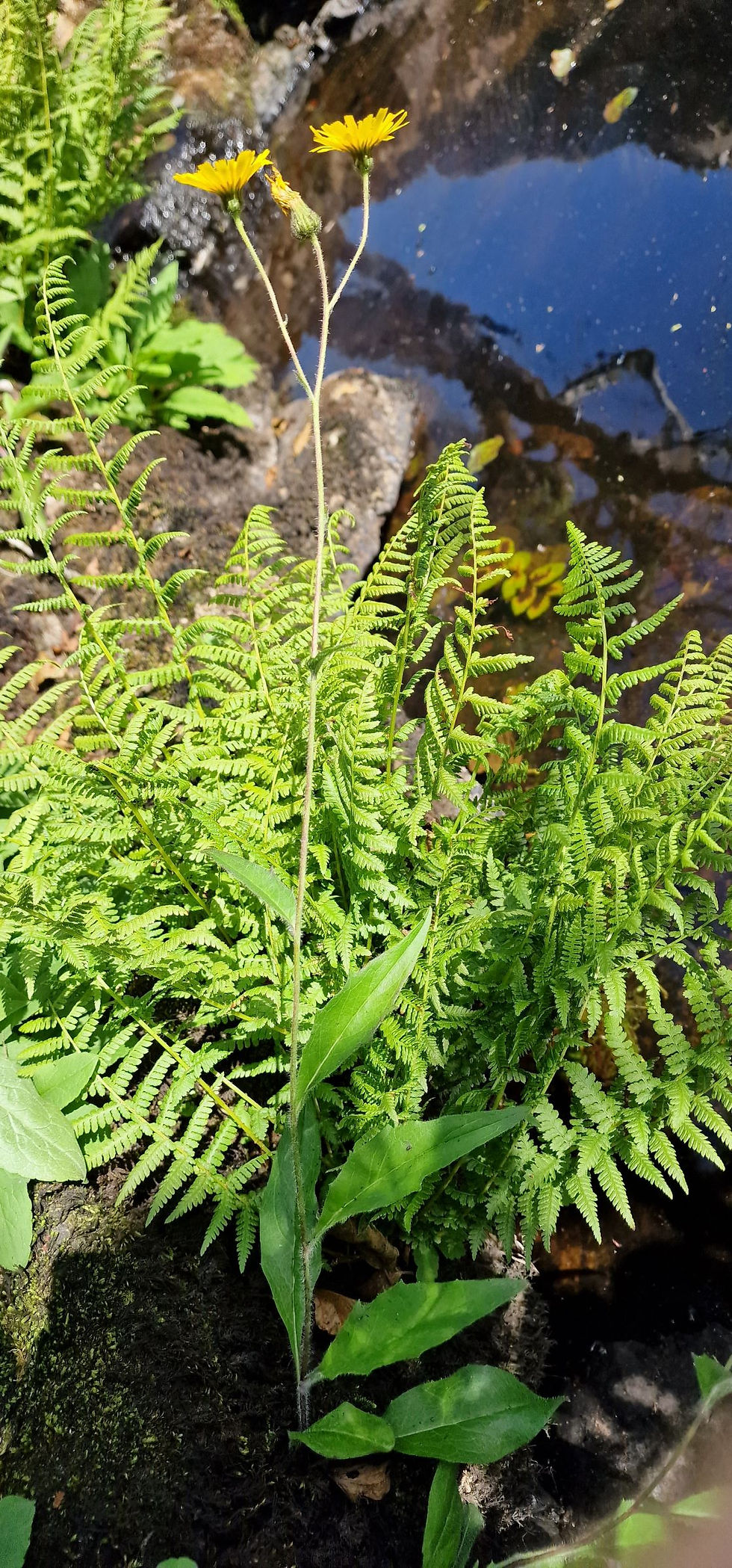 Thumbnail: Hieracium apheles