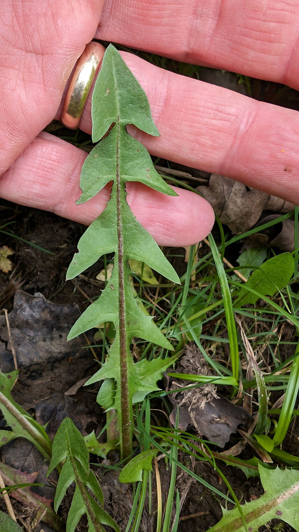 Thumbnail: Taraxacum quadrans