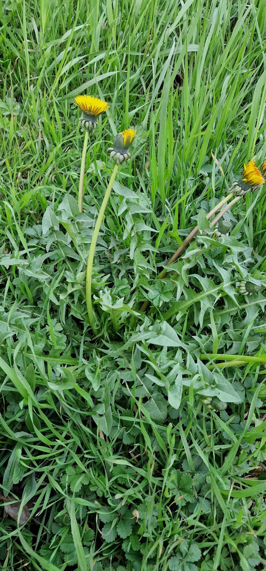 Taraxacum lepidum