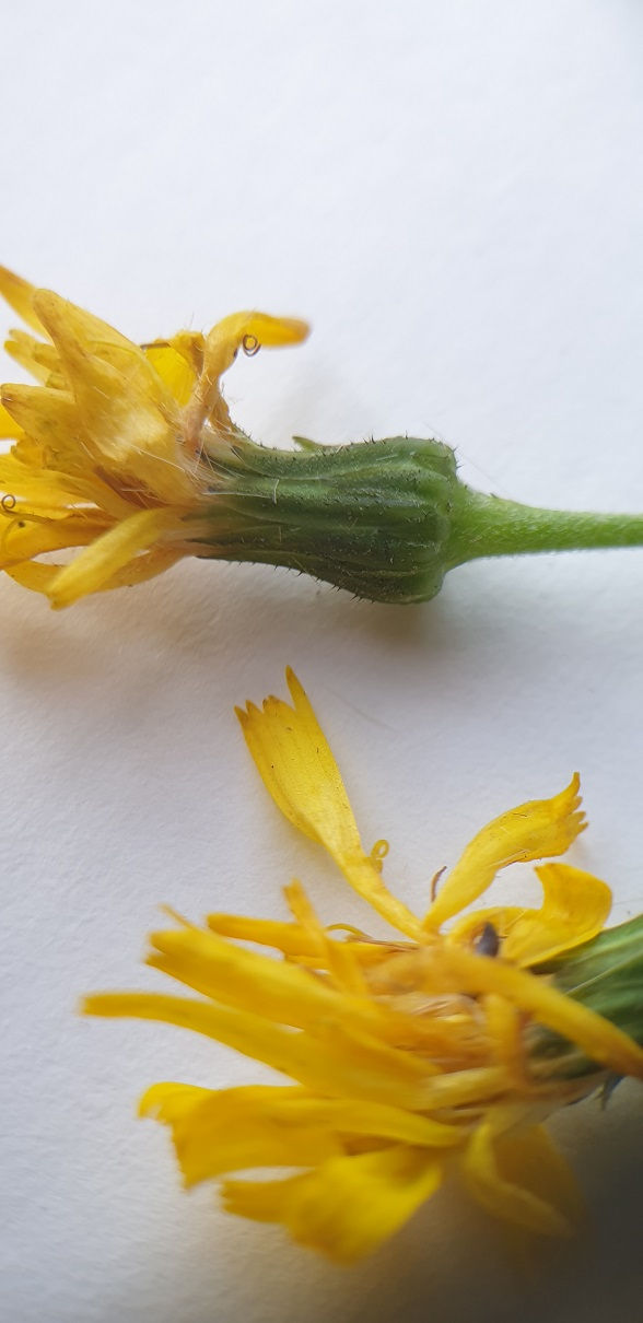 Thumbnail: Hieracium calcaricola