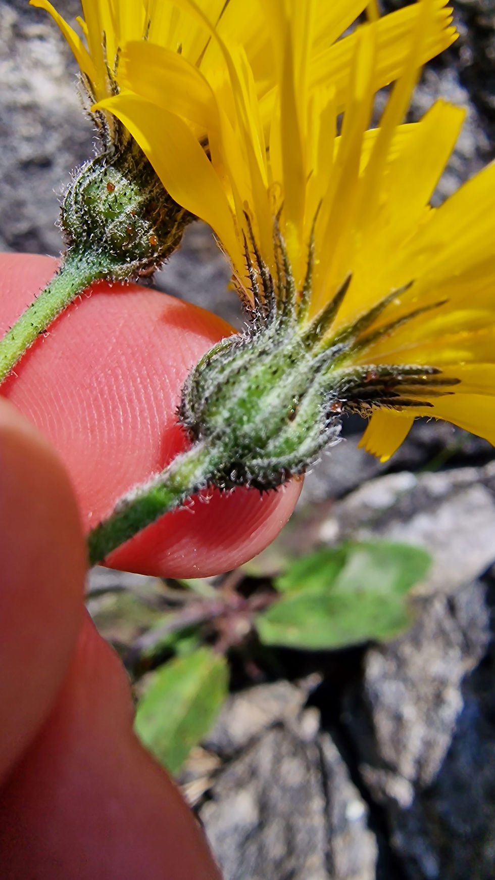Hieracium pseudosubcyaneum