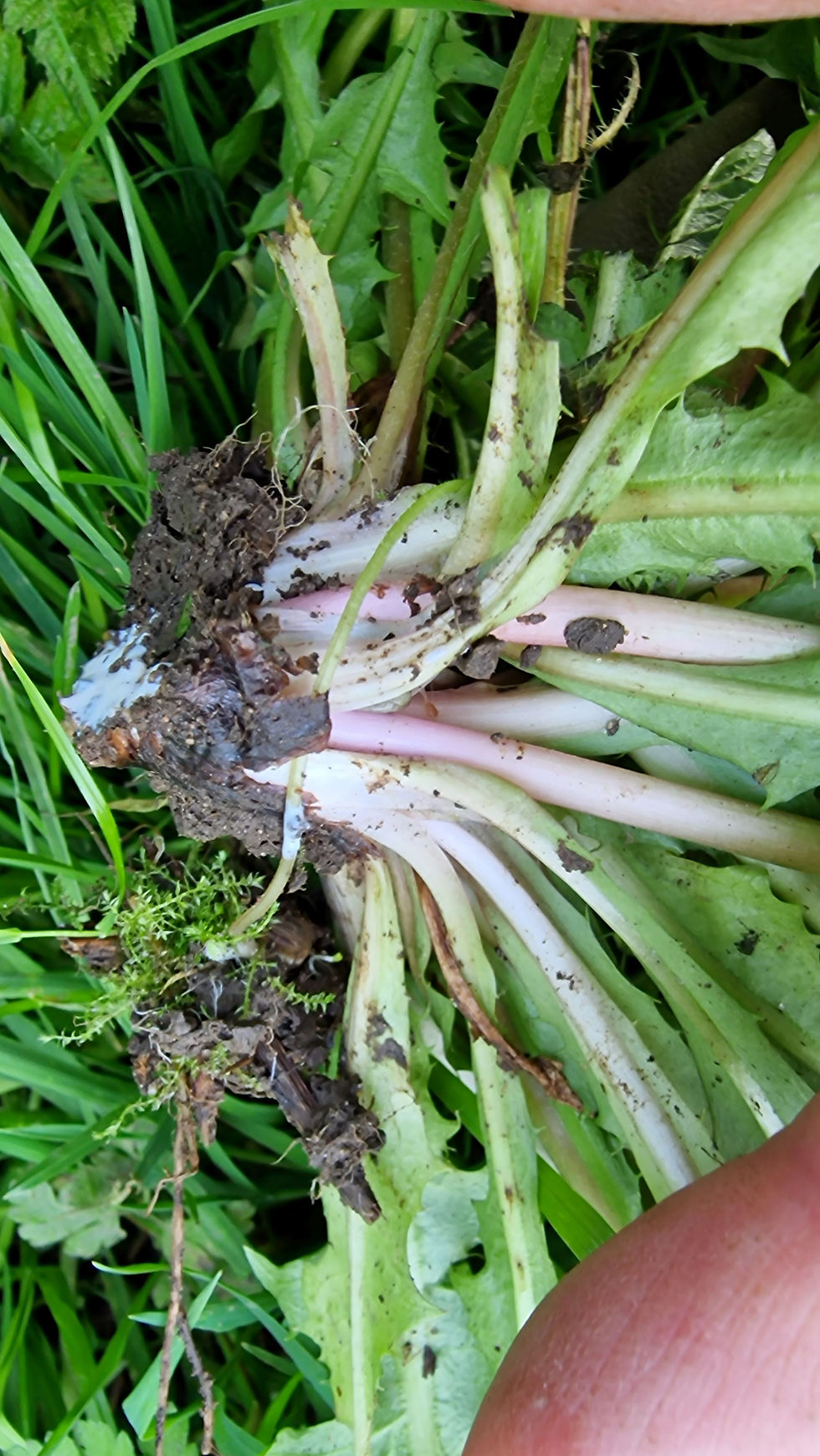 Thumbnail: Taraxacum obliquilobum