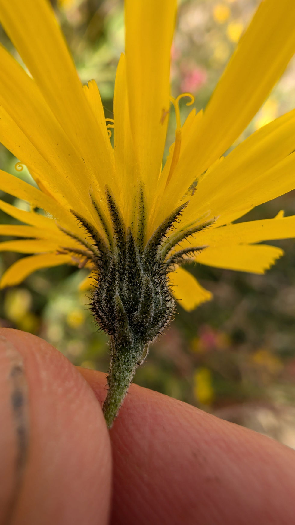Hieracium cheriense