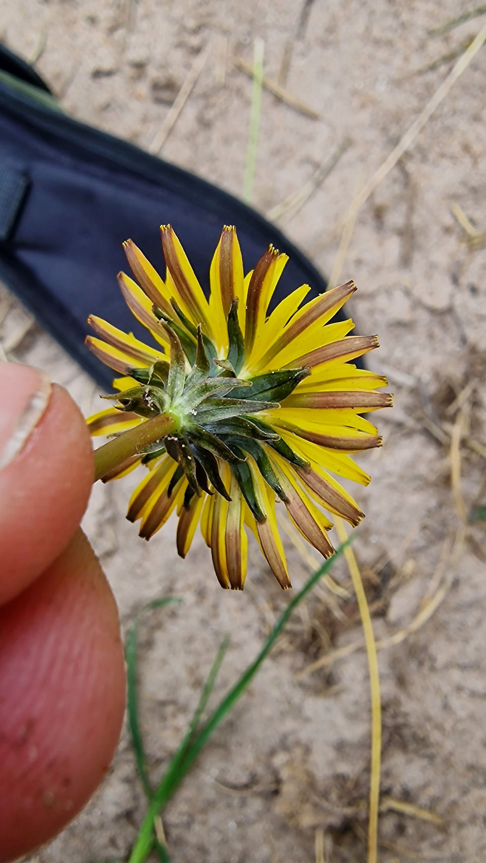 Taraxacum inopinatum