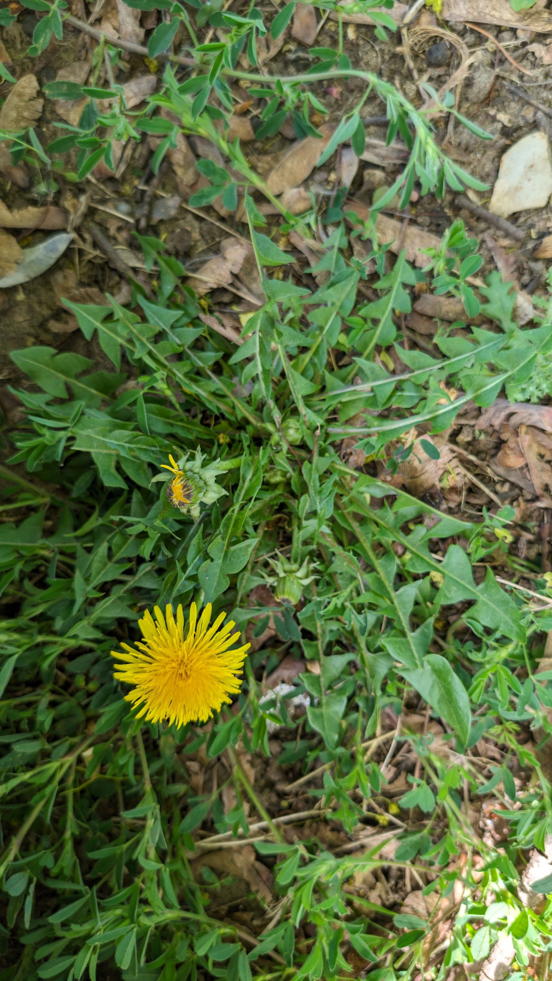 Taraxacum exacutum