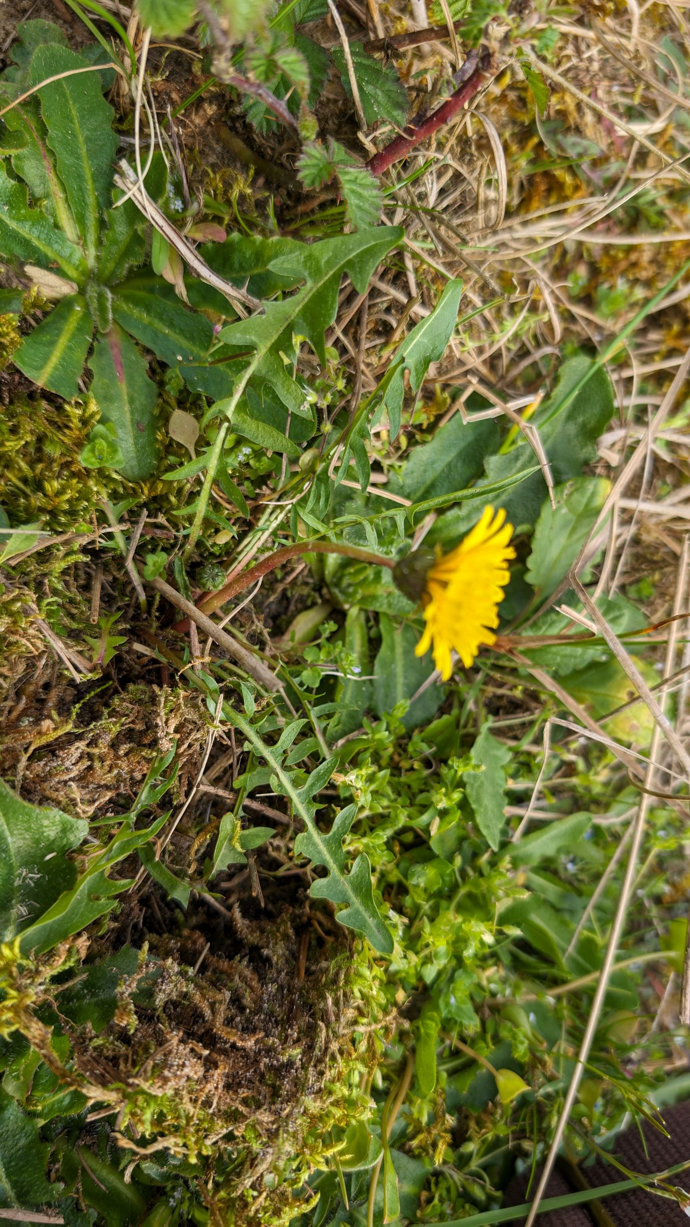 Taraxacum lambinonii
