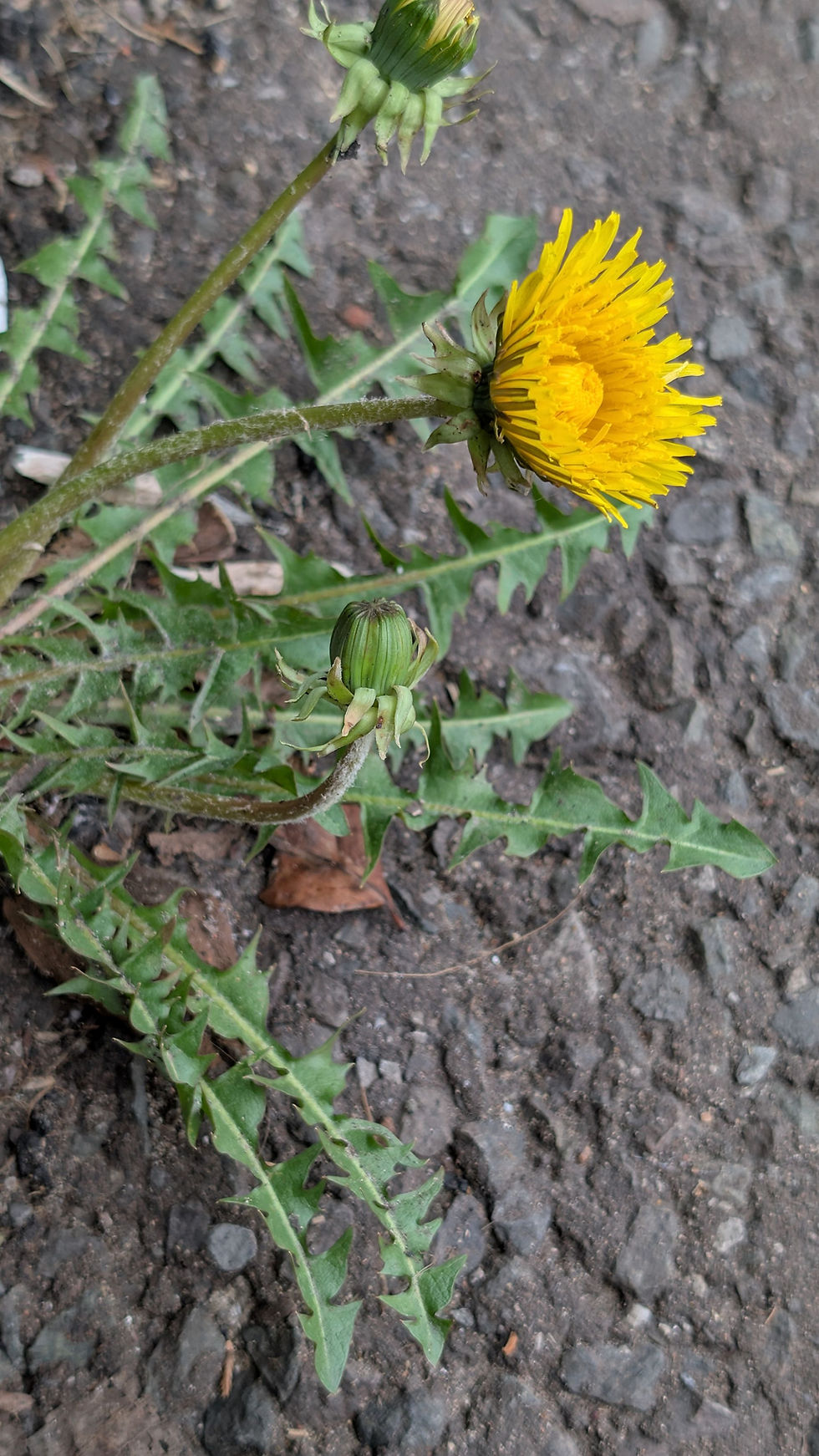 Taraxacum stereodes