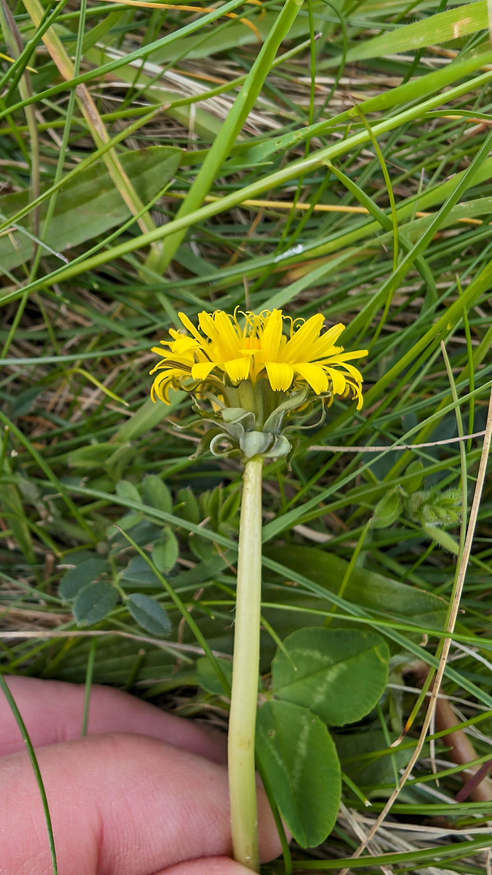Thumbnail: Taraxacum fulviforme