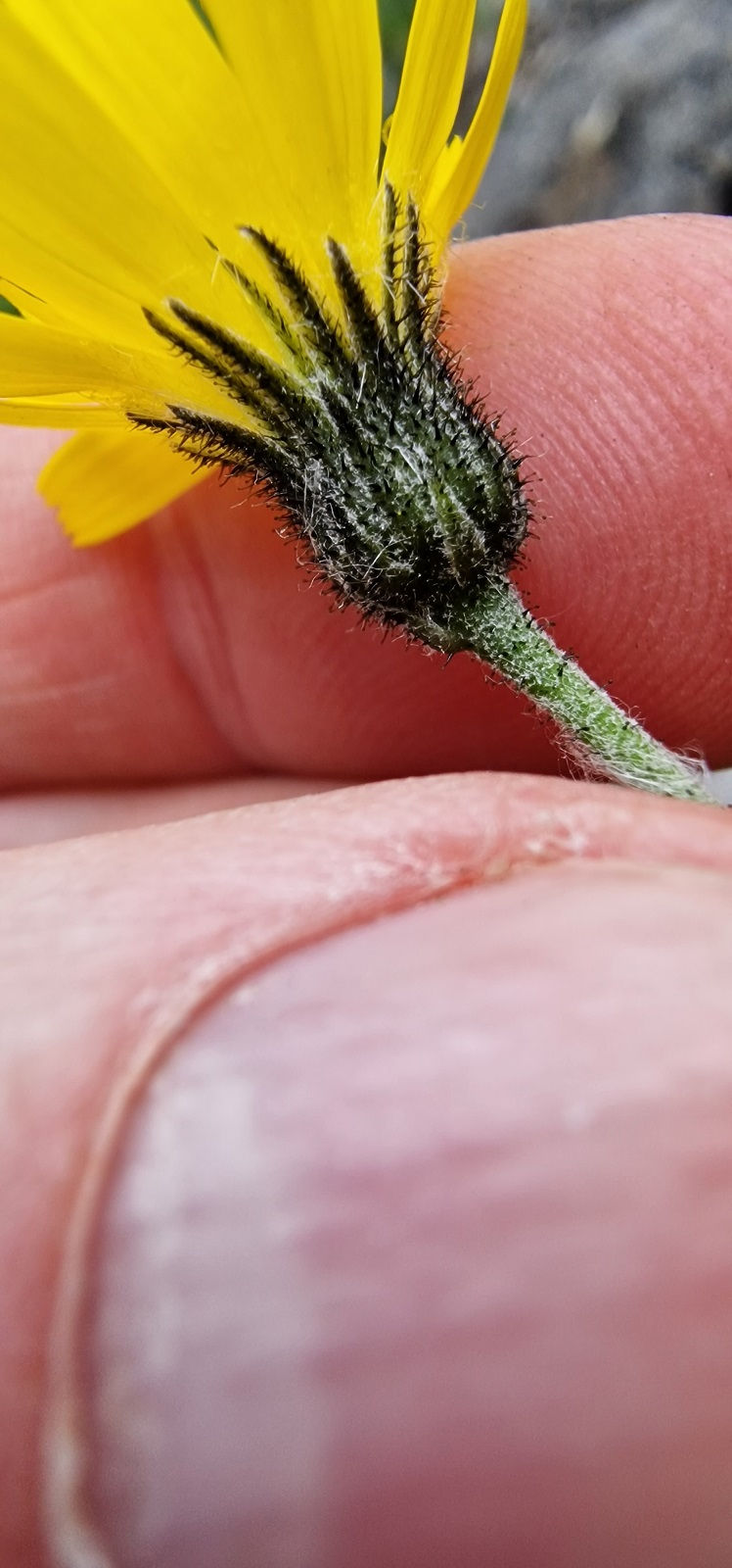 Thumbnail: Hieracium asteridiophyllum