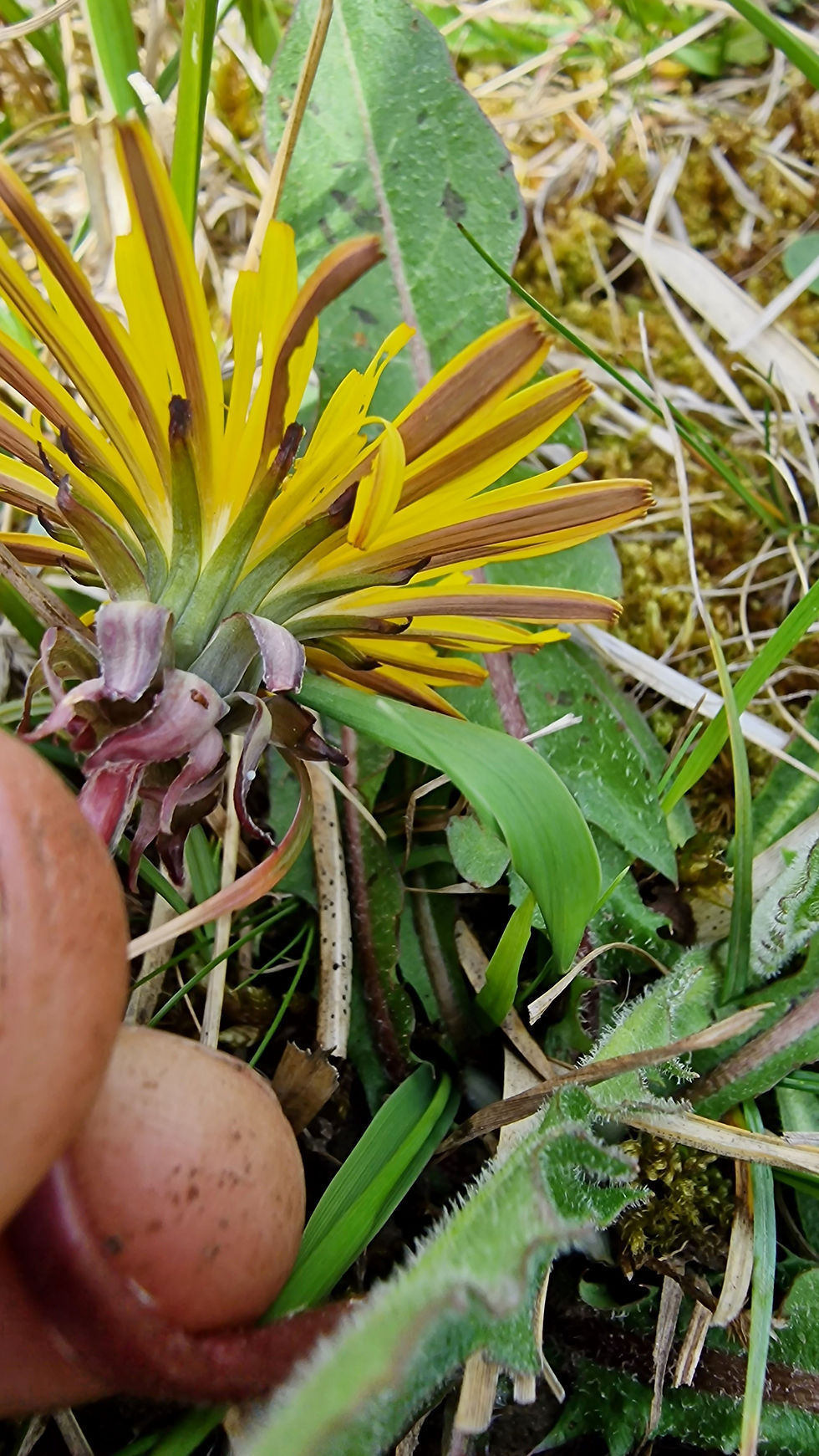 Thumbnail: Taraxacum stictophyllum