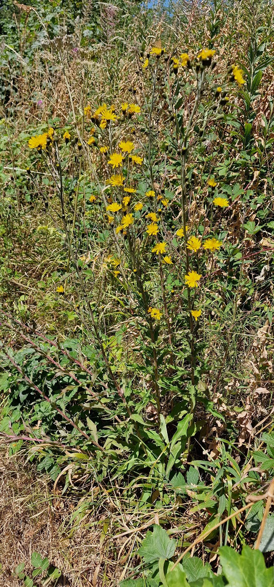 Thumbnail: Hieracium salticola