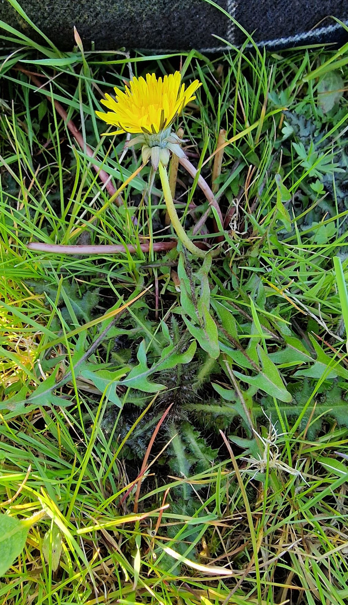 Taraxacum haematicum