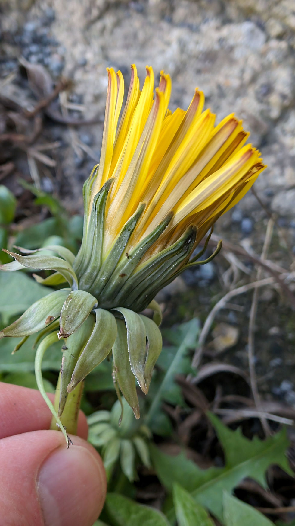 Thumbnail: Taraxacum intumescens