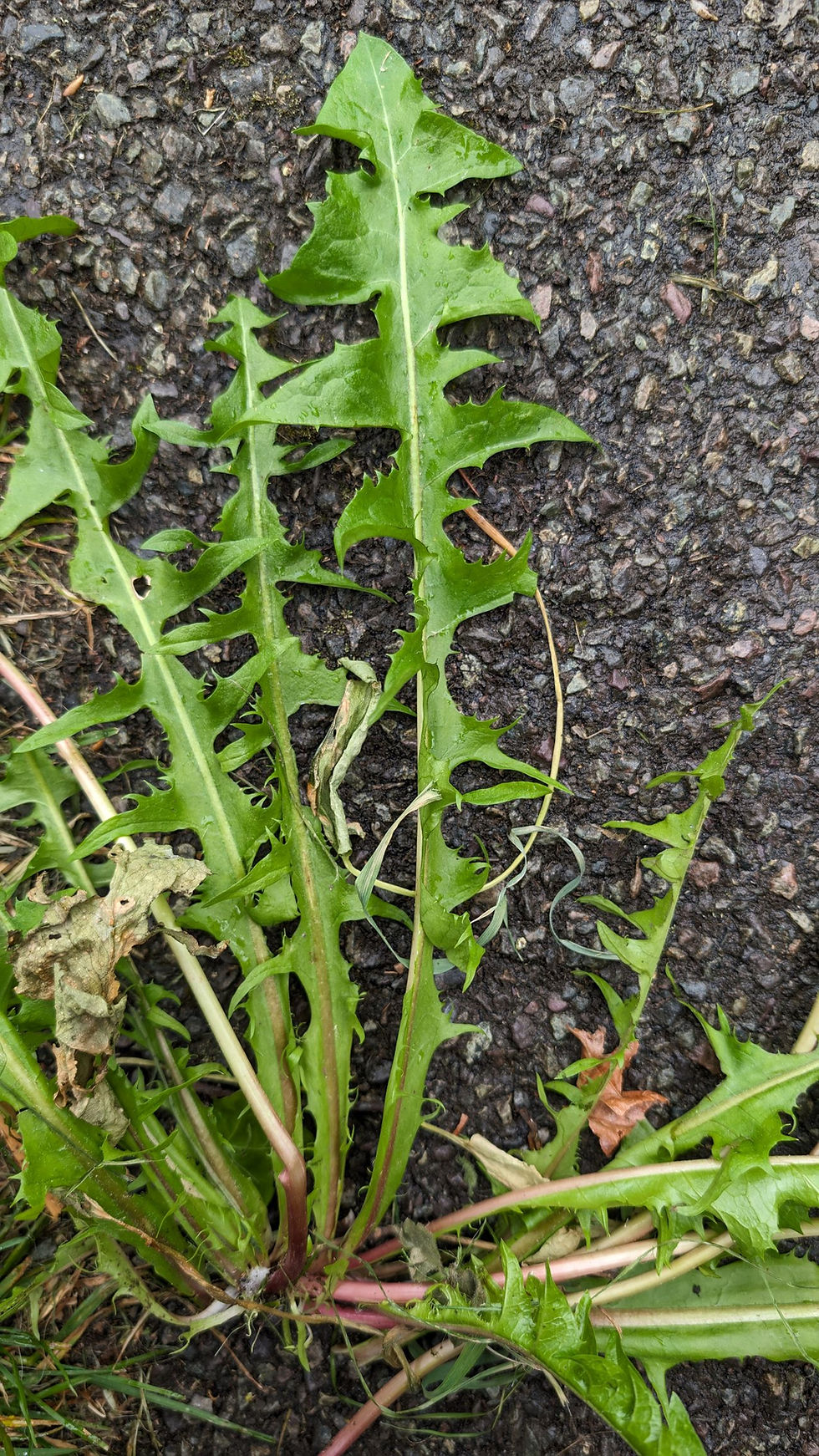 Thumbnail: Taraxacum acutifidum