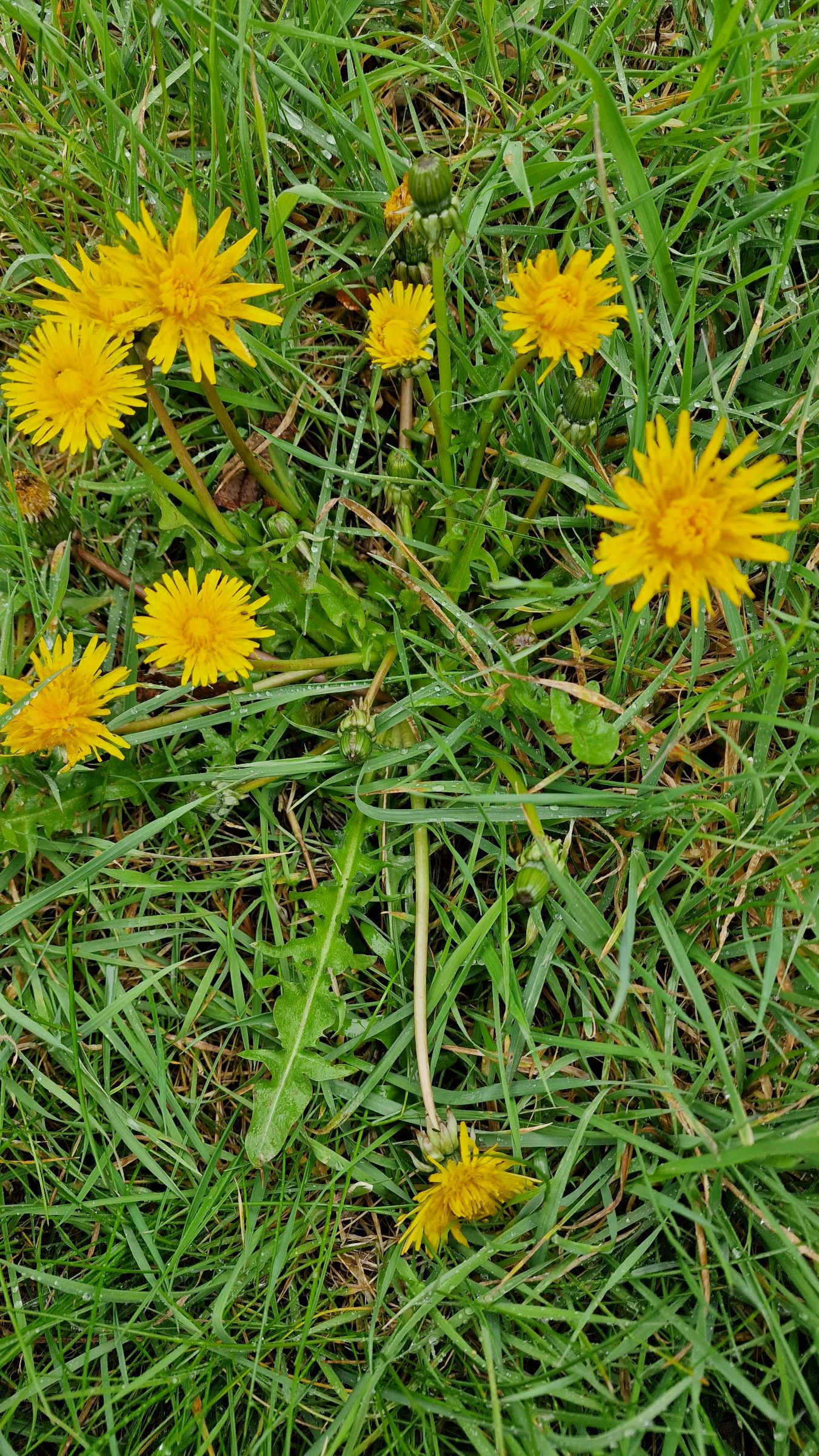 Taraxacum lacerifolium